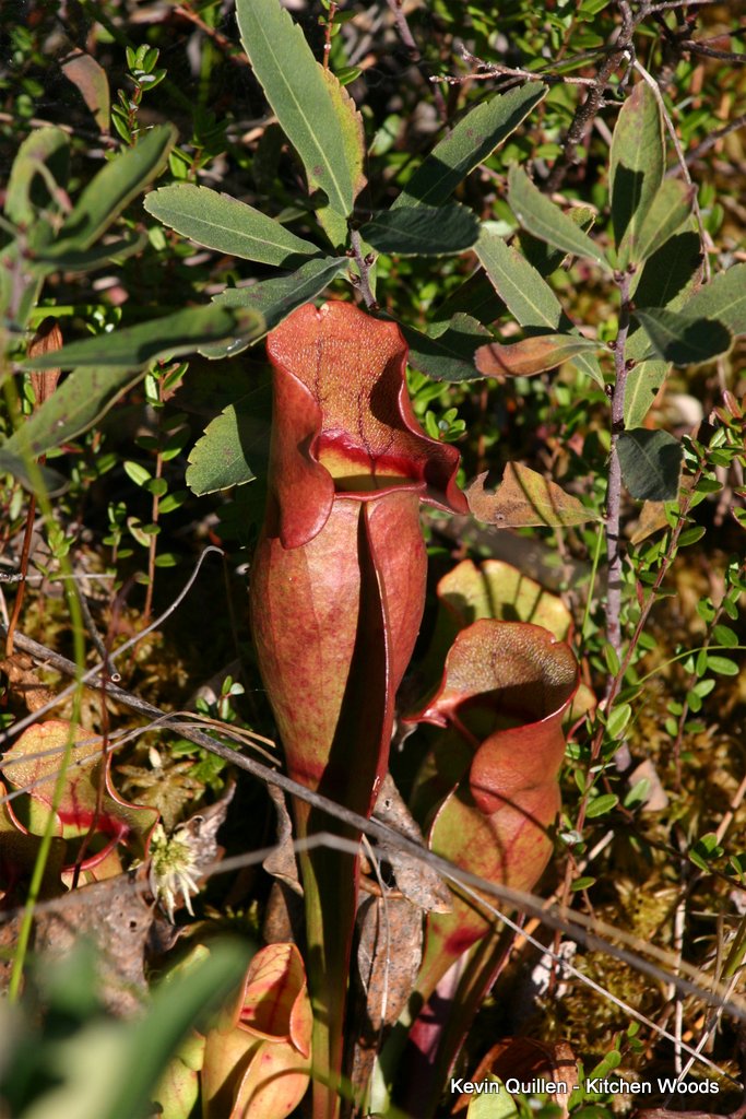 Pitcher Plant in the Bog -2